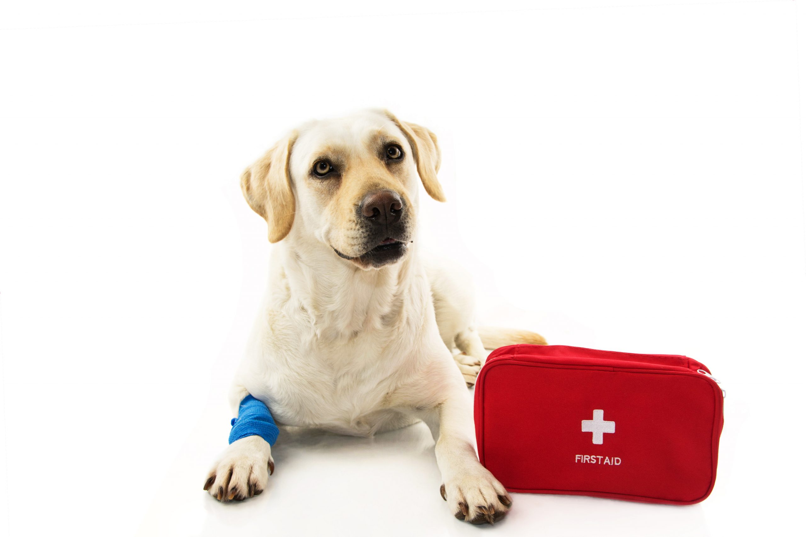 Verbieden Afwijzen Maak het zwaar EHBO voor honden - Medical Training Academy